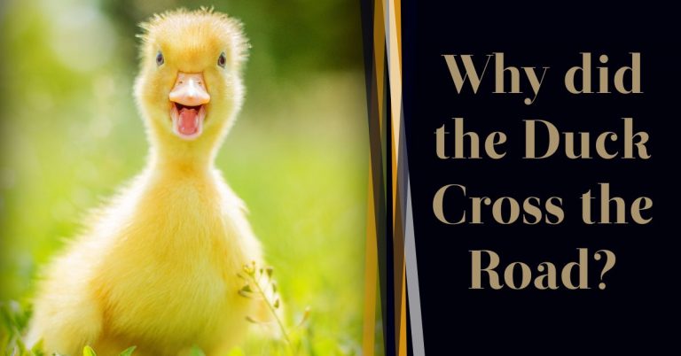 Read more about the article Why Did The Duck Cross The Road?
