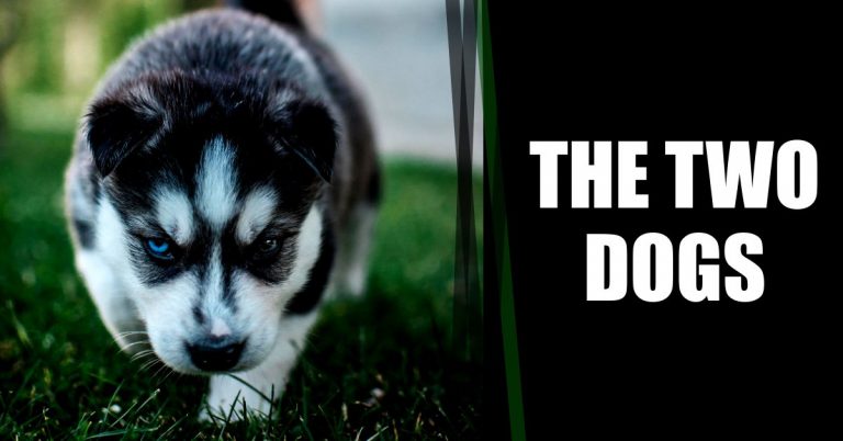 Read more about the article The Two Dogs